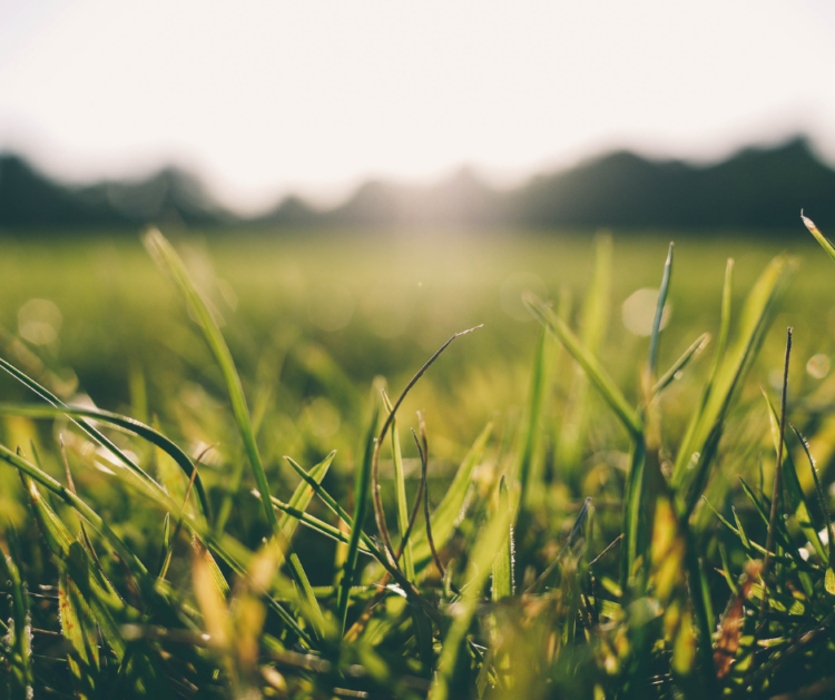 Grass is Always Greener at F&W image