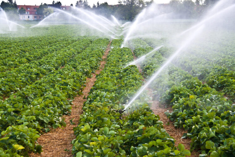 The Many Uses for Irrigation Pumps image